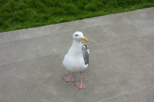 eine Möwe