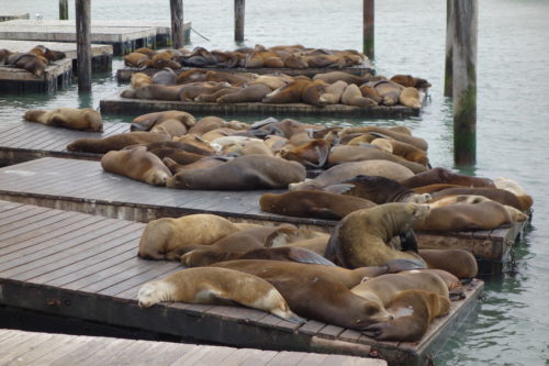 Friscos Seelöwen am Pier 39
