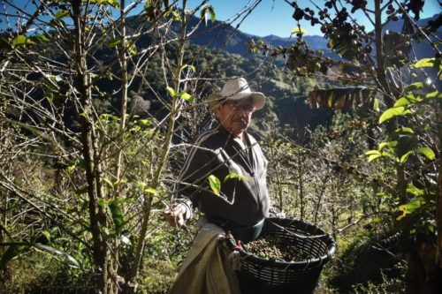 Kaffee Ernte Costa Rica